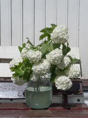 Fototapeta na wymiar Bouquet of white flowers in a jar. Decorative viburnum.