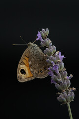 Papillon posé sur un épi de lavande (Lasiommata maera)