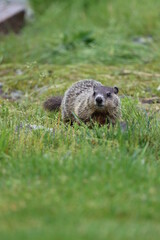 A young groundhog exploring in springtime