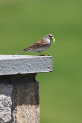 A chipping sparrow with green caterpillars in its mouth