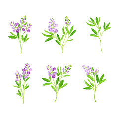 Fototapeta na wymiar Alfalfa plants set. Medicago sativa or lucerne twigs. Superfood, ayurvedic medical herb vector illustration