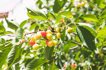 Unripe yellow and red cherries ripen on the tree in summer, shallow depth of field, green leafs on background. Beautiful sunny day