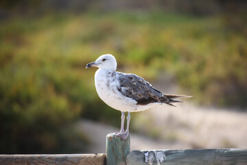Portrait von Möwen an der See, am atlantischen Ozean.
