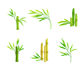 Set of sreen bamboo stems and leaves, Asian tropical plant vector illustration