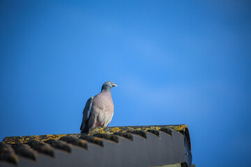 Portrait einer Taube. Sie gehört der Gruppe, Ordnung der Taubenvögeln an.