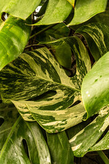 Green leaves of variegated Swiss Cheese plant closeup. Houseplants in a modern interior. Blur and selective focus. Blurred foreground.