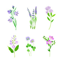 Fototapeta na wymiar Beautiful field blooming flowers set. Herbaceous meadow flowering plants vector illustration