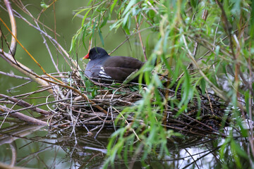 Eine Teichralle, ein Teichhuhn auf ihrem Nest zum brüten.