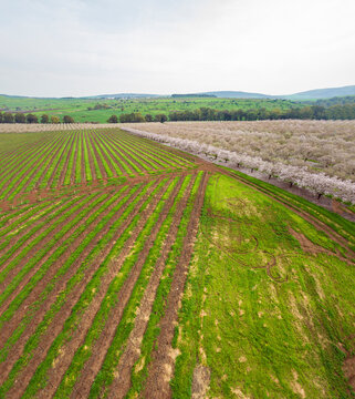 Aerial View of field of cherry trees, Ein Harod, Northern District, Israel.