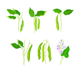 Legume plants with green pods and flowers set vector illustration