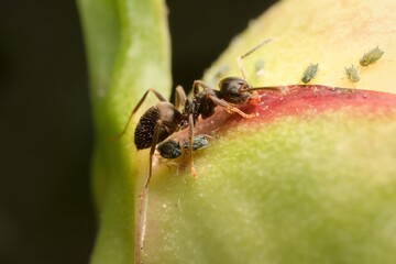 Black garden ant with small aphids