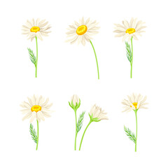 Set of beauty chamomile daisy flowers with leaves. Healing herb for herbal tea, natural cosmetics, aromatherapy, homeopathy design vector illustration