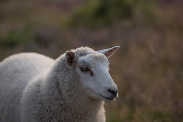 Closeup of a sheep grazing in a heather meadow at sunset on a farm in north Germany. One woolly lamb walking and eating grass on a field or pastoral land. Free range mutton farming and agriculture