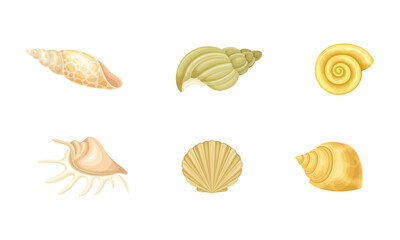 Tropical sea shells set. Nature aquatic underwater shells. Summer travel objects vector illustration