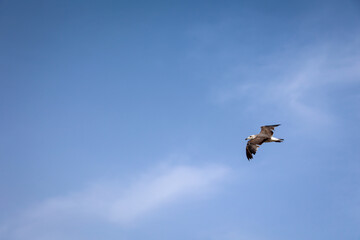 Portrait von Möwen an der See, am atlantischen Ozean.
