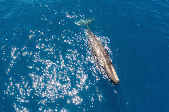 Aerial view of a sperm whale, Atlantic Ocean, Sao Miguel, Azores, Portugal.
