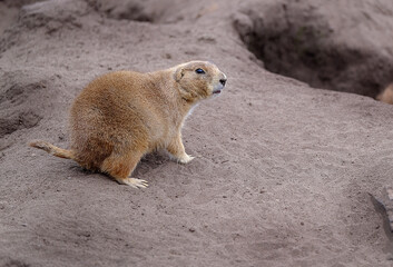 Prairie dogs are herbivorous burrowing mammals native to the grasslands of North America. Within the genus are five species: black-tailed, white-tailed, Gunnison's, Utah, and Mexican prairie dogs.