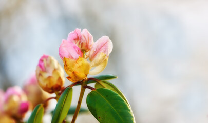 Closeup of pink flower blossoms in a park in spring outside. Rhododendron blooms about to open growing in a bush against a blurred grey background in a botanical garden. New seasonal growth
