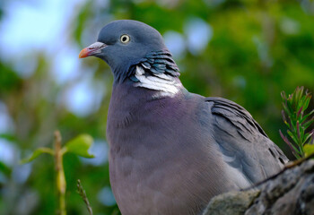 The common wood pigeon or common woodpigeon, also known as simply wood pigeon or woodpigeon, is a large species in the dove and pigeon family, native to the western Palearctic.