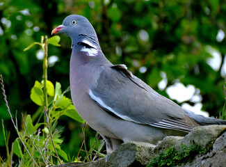 The common wood pigeon or common woodpigeon, also known as simply wood pigeon or woodpigeon, is a large species in the dove and pigeon family, native to the western Palearctic.