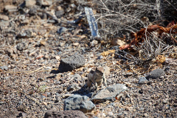 Ein Atlashörnchen oder auch afrikanisches Erdhörnchen in seinem Habitat.

