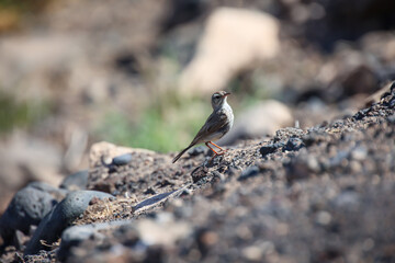 Portrait eines Kanarenpieper, Anthus berthelotii, ein Singvogel der Stelzen und Pieper.
