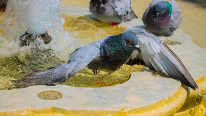 A multicolored pigeon bathing in a fountain - Powered by Adobe