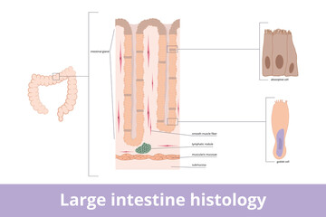 Large intestine histology. Large intestine tissue with visualized intestinal gland, fibers, absorptive cell, and goblet cell. Partial visualization of digestive tissue cross-section.