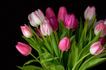 Bouquet of fresh tulips flowers on a table in empty house. Fresh summer pink flowers symbolising hope, love and growth. Bright flowers as a surprise gift or apology gesture against black copy space