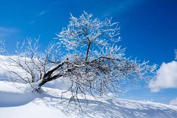 Winter landscape, lonely tree covered by snow