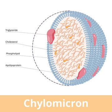 Ultra low-density lipoproteins (ULDL) visualization includes triglycerides, phospholipids, cholesterol, and apolipoproteins.