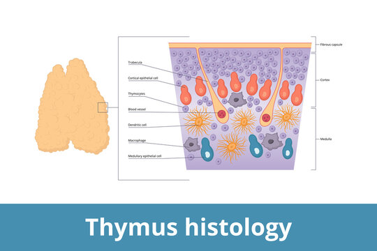 Thymus histology.	Visualization of thymus tissue including thymocytes, trabecula, medulla, blood vessels and cortical epithelial cell. It is a specialized primary lymphoid organ of the immune system.