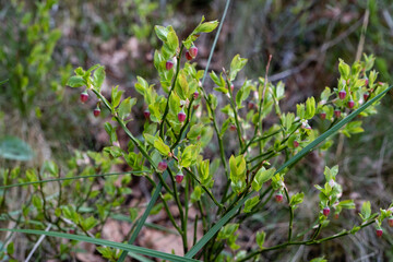European blueberry wild plant with red immature berries
