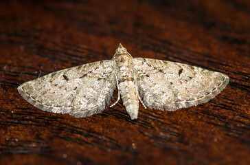 Der Große Wacholder-Blütenspanner (Eupithecia intricata) auf einem Brett.
