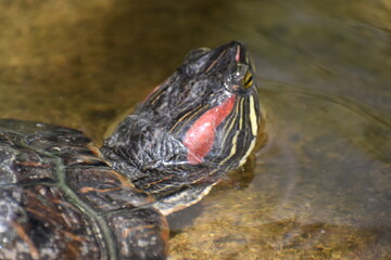 żółw wodno-lądowy 