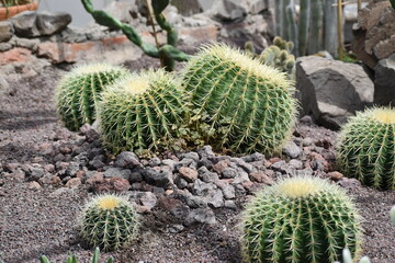  Echinocactus grusonii 