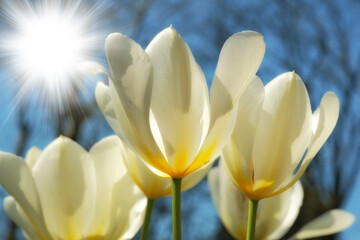 Bright sunshine over white tulips growing in nature with bokeh. Closeup of fresh wild flowers rising with the sun in a garden, field or park, vibrant petals with details and textures
