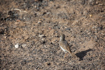 Portrait eines Kanarenpieper, Anthus berthelotii, ein Singvogel der Stelzen und Pieper.
