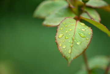 Fototapeta na wymiar Green rose leaves in dew drops. Selective focus.