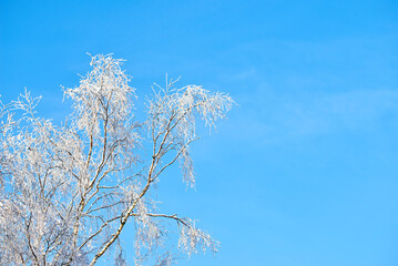 Branches of a tree covered in snow on a sunny day against a blue sky with copy space. Frozen twigs and leaves. Below details of frosty branches on a tree in the forest. Fresh snowfall in the woods