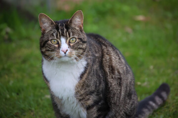 Portrait einer Katze die sich wohl fühlt, Eine Hauskatze.