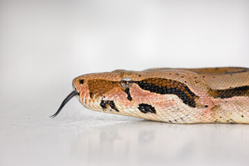 Closeup of a Boa snakes face isolated on white against a bright studio copyspace background. Head of a slithering snake kept as a pet with copy space. Waiting on the floor, calm and ready to attack