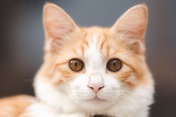 Cat sitting on wooden plank with bell in her neck looking away