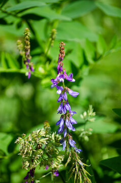 Galega officinalis