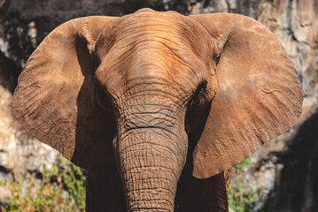 Fototapeta na wymiar Closeup of smooth and wrinkled leather like texture of wild animal elephant while roaming and moving freely