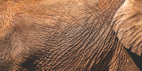 Closeup of smooth and wrinkled leather like texture of wild animal elephant while roaming and moving freely