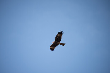 Single eagle flying high in clear sky during daytime