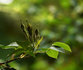 Closeup of budding Dog roses on a summers day with a blurry background and copyspace. Zoom on rose buds growing in a landscape area or garden. Blooming flowers useful for essential oil and fragrance