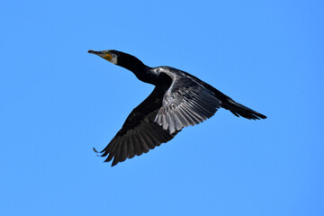Kormoran // Great Cormorant (Phalacrocorax carbo) 