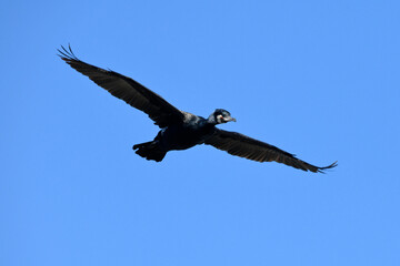 Fototapeta na wymiar Great Cormorant // Kormoran (Phalacrocorax carbo) 